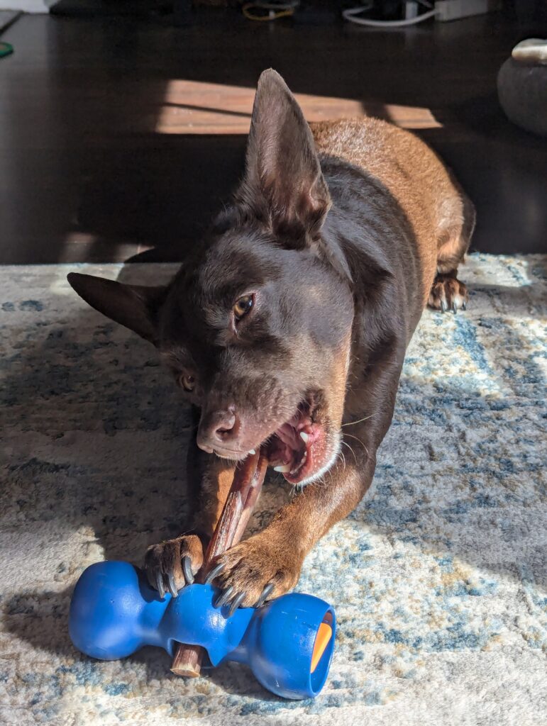 A brown dog with large pointed ears chewing on a bully stick.