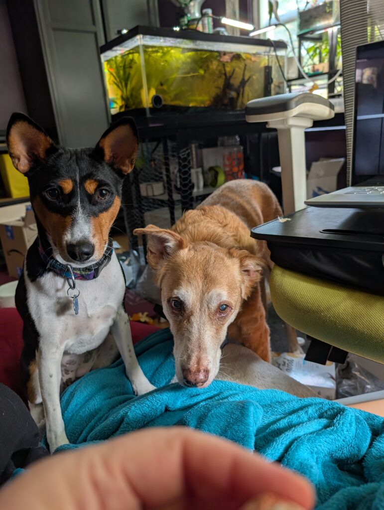 Left: A tri color basenji (black, white, red), Miley, right, a red senior mixed breed dog, Copper. Miley is sitting and Copper is standing in a room with a fish tank (Emily's office).