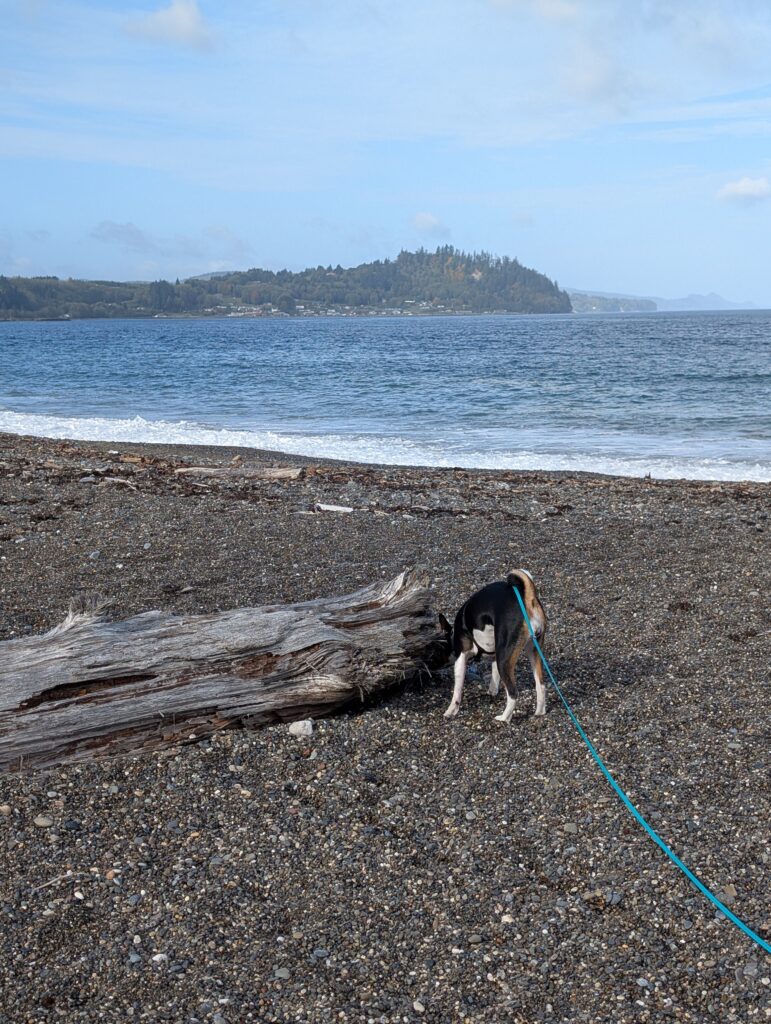 A tri-color basenji puppy sniffing a log on a rocky beach