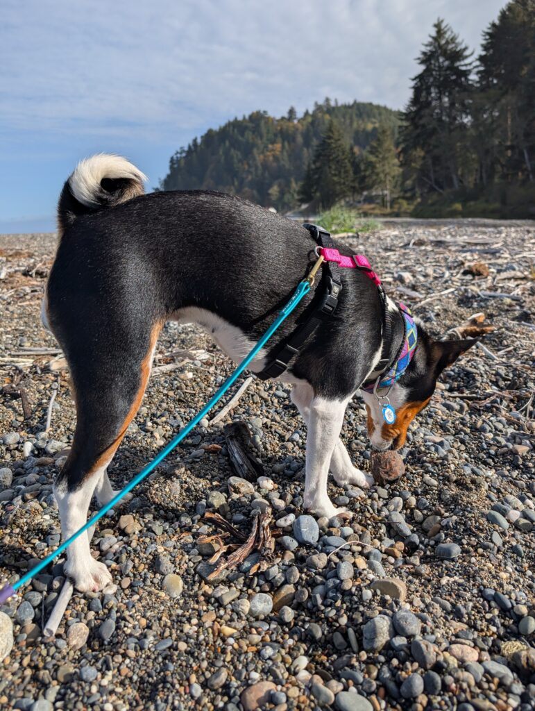 Miley, a tri color basenji (black, red, white), on a pebble covered beach, sniffing.