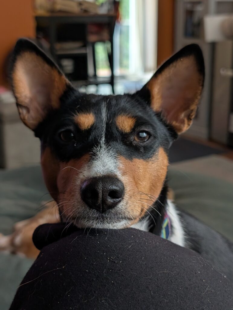 Miley, a tri color basenji (black, red, white), with her chin on a knee, looking into the camera.