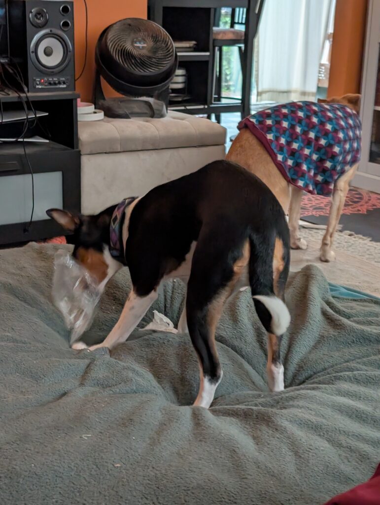 Miley, a tri color basenji (black, red, white), shredding some trash with her senior red mixed breed dog brother, Copper.