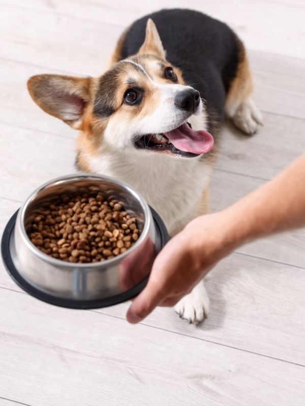 A common resource guarding situation. A tri color (black, red, white) corgi looking up toward someone holding a bowl of food.