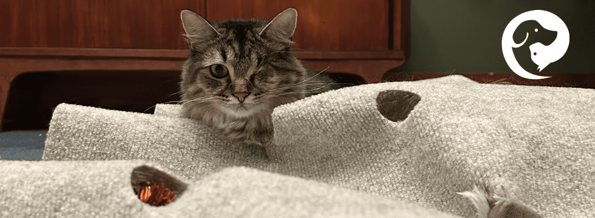 A long haired tabby cat with one eye looking over a rug that has toys hidden under it.