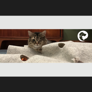 A long haired tabby cat with one eye looking over a rug that has toys hidden under it.