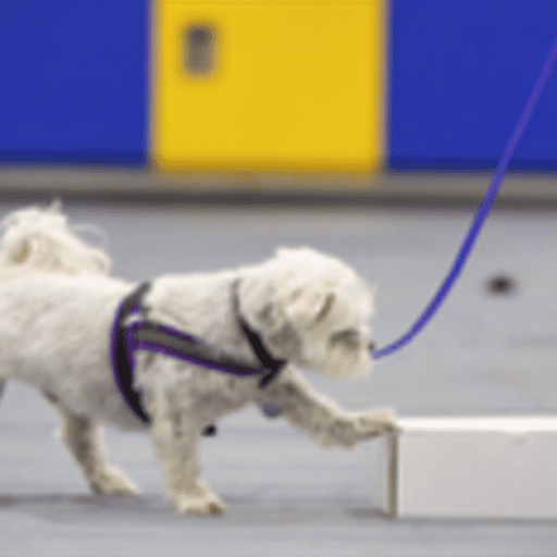 A fluffy white dog reaching a front paw out to touch a box (signaling he has found the scent he was looking for) in a nosework class.