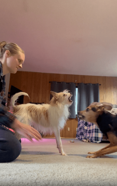 A small, scruffy white and light orange dog plays with a larger black and brown dog. Their mom referees.
