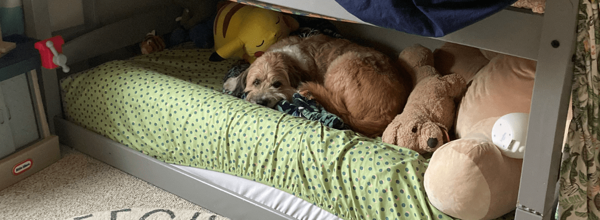 A fluffy brown dog cuddled up on a bed with large stuffed animals around him.