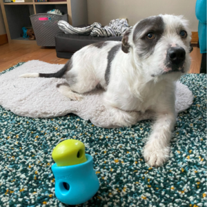 A scruffy white and dark grey dog with a food dispensing toy. His face and body is tense with wide eyes and dilated pupils. His ears are pinned back.