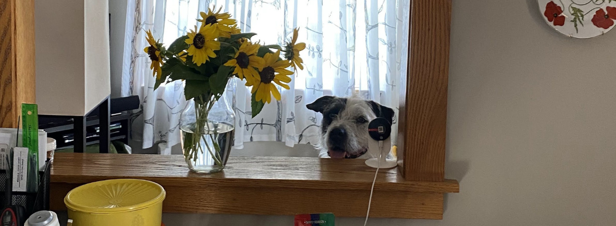 A scruffy white and dark grey dog peeking through a window.