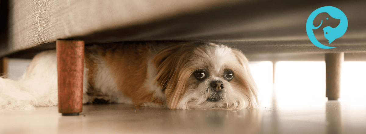 A fluffy white and brown dog hiding under a piece of furniture