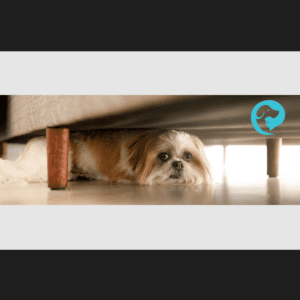 A fluffy white and brown dog hiding under a piece of furniture