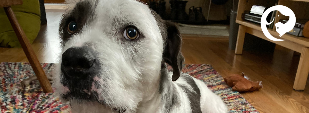 A close up of a scruffy white and dark grey dog. His face and body is tense with wide eyes and dilated pupils. His ears are pinned back.