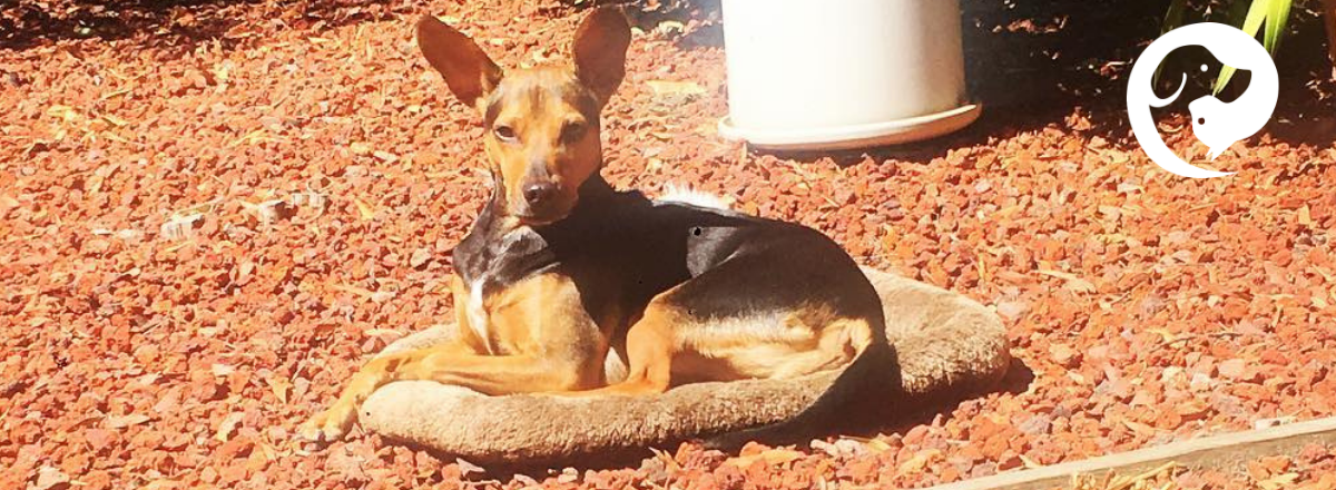 A black and brown dog lounging in the sun on a mat.