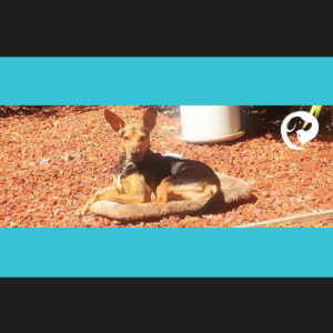 A black and brown dog lounging in the sun on a mat.