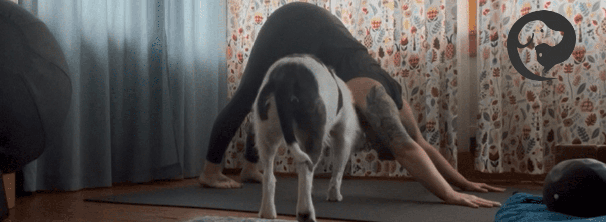 A tattooed white person practicing yoga while a scruffy white and dark grey dog sniffs them.