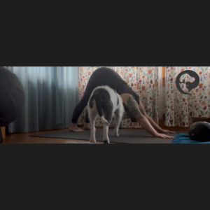 A tattooed white person practicing yoga while a scruffy white and dark grey dog sniffs them.
