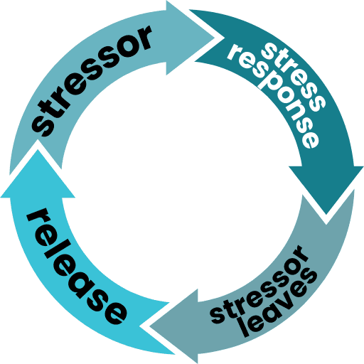 A circle of four arrows depicting a cycle. Text reads: stressor, stress response, stressor leaves, release