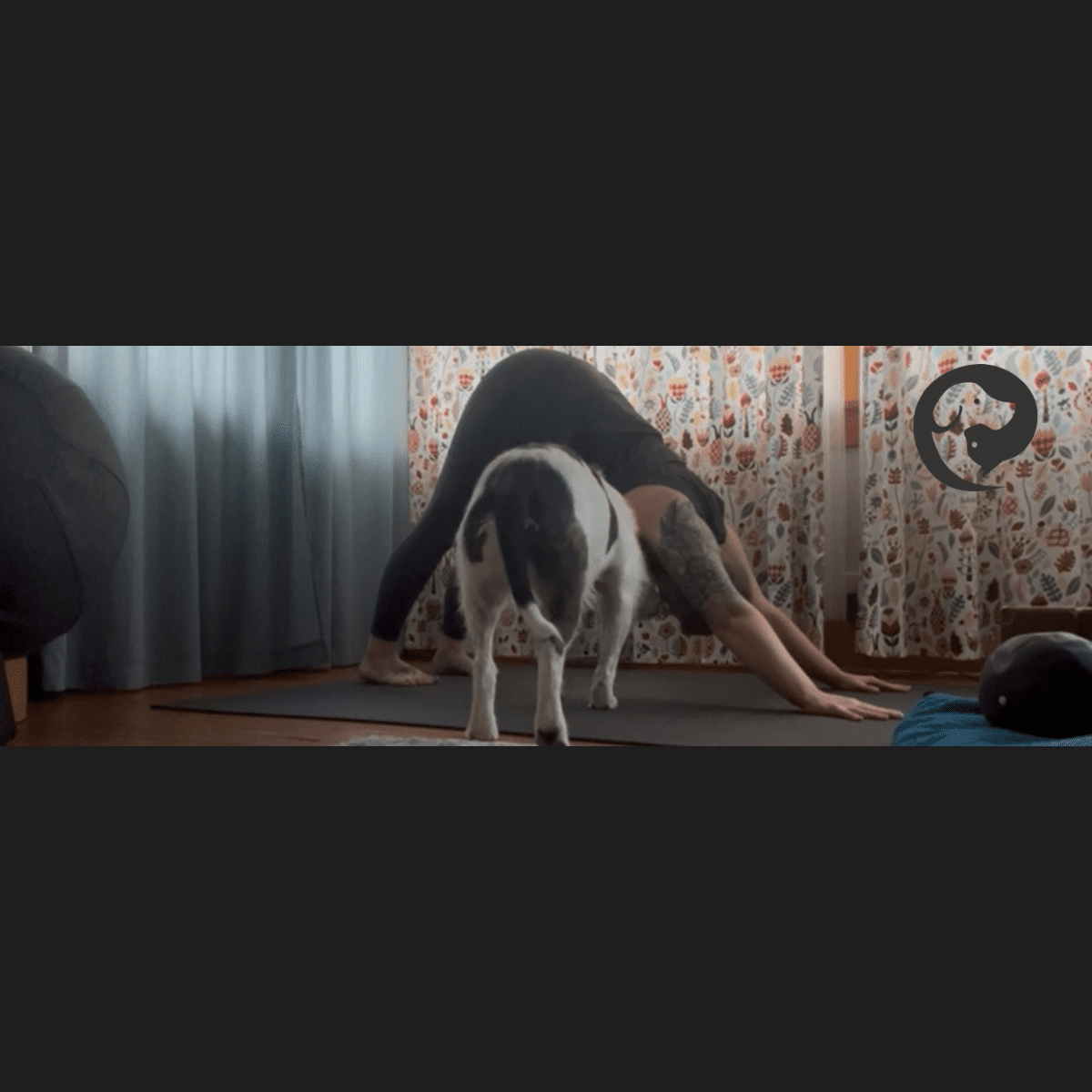 A tattooed white person practicing yoga while a scruffy white and dark grey dog sniffs them.
