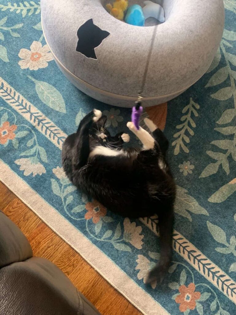 3 Purrfect Ways to Stimulate Your Cat’s Brain - Pet Harmony