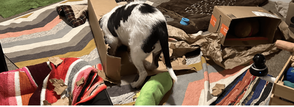 A scruffy white and dark grey dog with his head inside a cardboard box with shredded cardboard around him. Enrichment routine for independence.