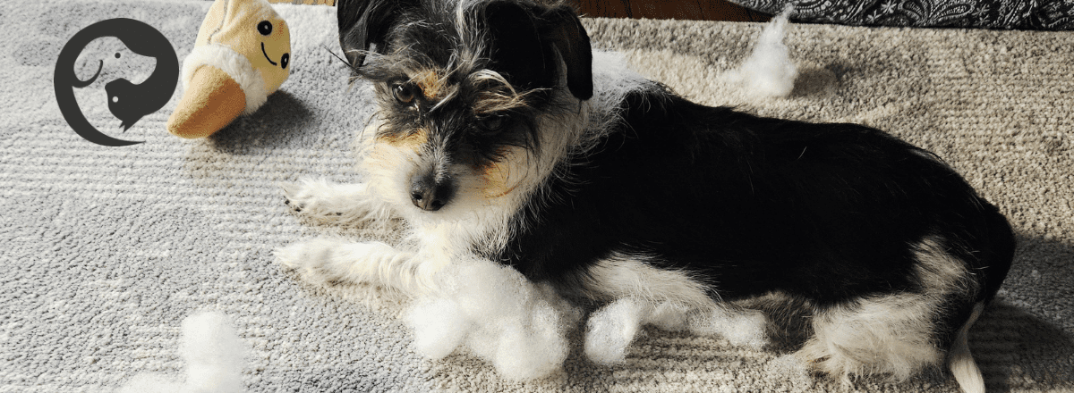 A small scruffy black and white dog lying next to a destroyed soft toy. Sprite the dog enjoys shredding as part of his "good enough" enrichment and training.