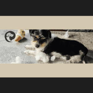 A small scruffy black and white dog lying next to a destroyed soft toy. Sprite the dog enjoys shredding as part of his "good enough" enrichment and training.