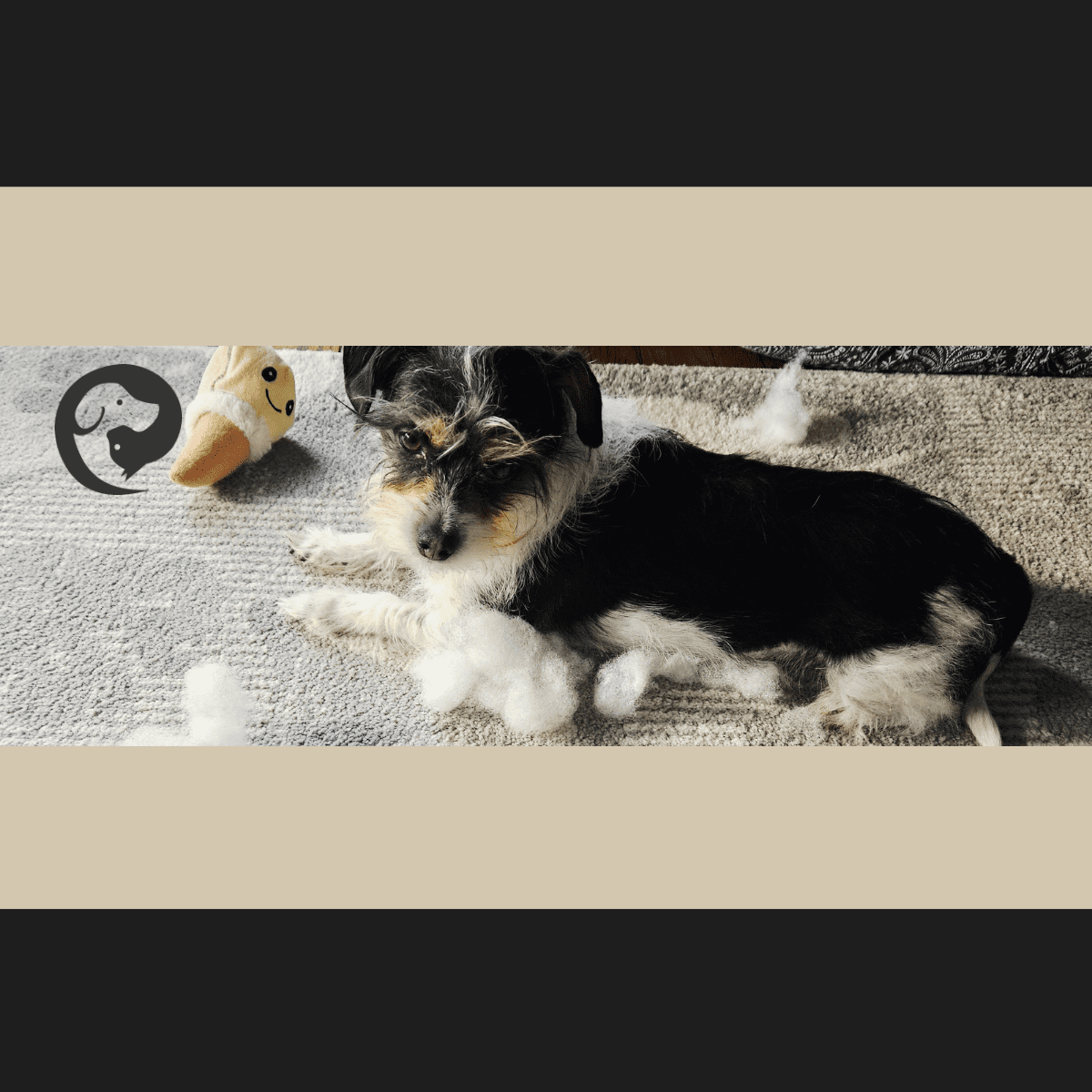 A small scruffy black and white dog lying next to a destroyed soft toy. Sprite the dog enjoys shredding as part of his "good enough" enrichment and training.