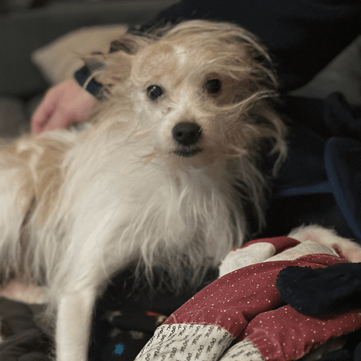 A scruffy white and yellow dog with messy hair. Laika's trust account gets a deposit for snuggles.