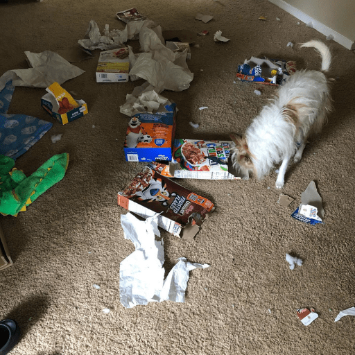 A scruffy white and yellow dog shredding cardboard. A deposit in the trust account for agency.
