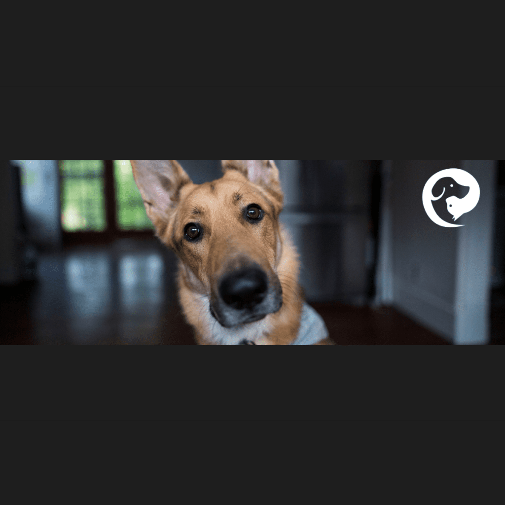 An up close photo of brown dog with a long nose looking directly into the camera. dog has multiple behavior problems.