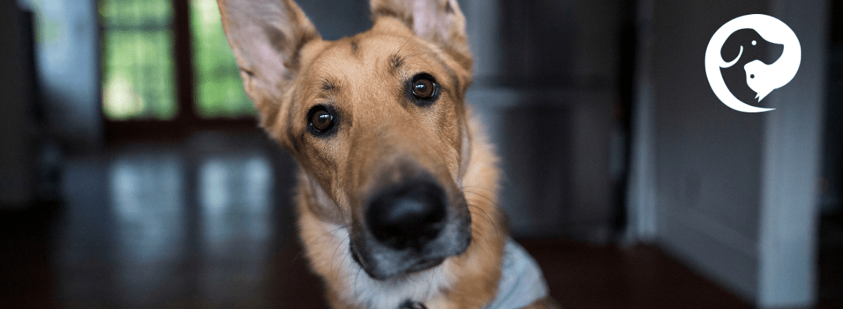 An up close photo of brown dog with a long nose looking directly into the camera. dog has multiple behavior problems.