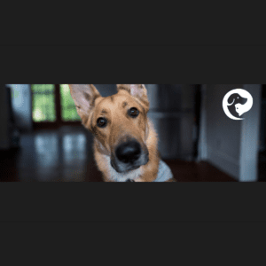 An up close photo of brown dog with a long nose looking directly into the camera. dog has multiple behavior problems.