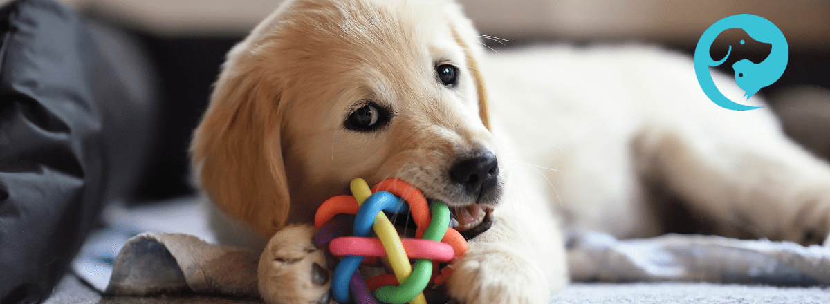 A golden retriever puppy chewing on a toy.