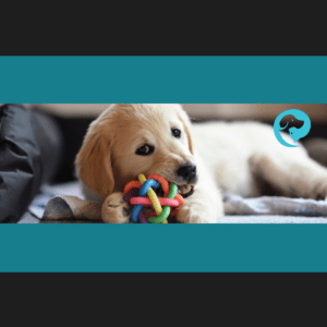 A golden retriever puppy chewing on a toy.