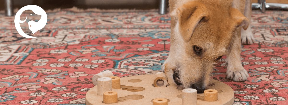A scruffy red dog working on a food puzzle on top of a colorful rug. Enrichment routines for anxious dogs.