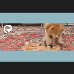 A scruffy red dog working on a food puzzle on top of a colorful rug. Enrichment routines for anxious dogs.