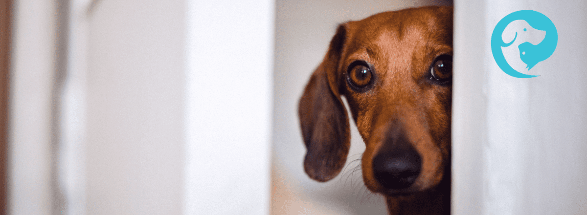 A brown dog peeking out from a doorway