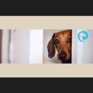 A brown dog peeking out from a doorway