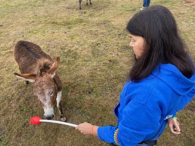 MaryKaye teaching a donkey how to target her nose to a target stick.