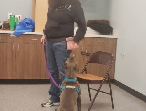 MaryKaye working with a shelter dog in Naperville. Teaching grey pitbull-type dog a calm behavior.