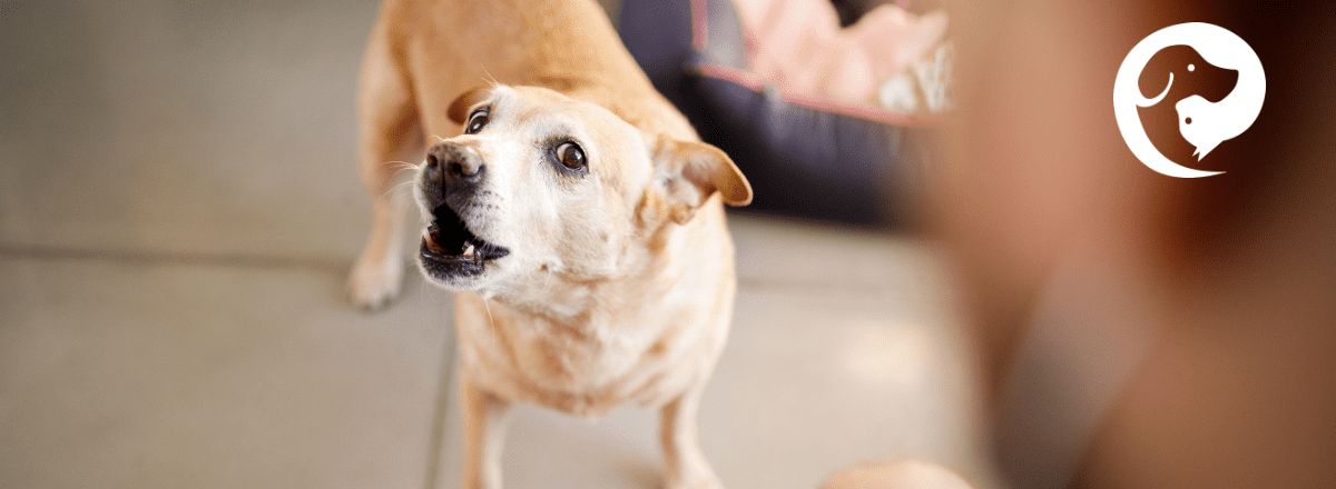 A yellow dog with wide eyes and ears back barking. Pet caregiver burden for reactive dogs.