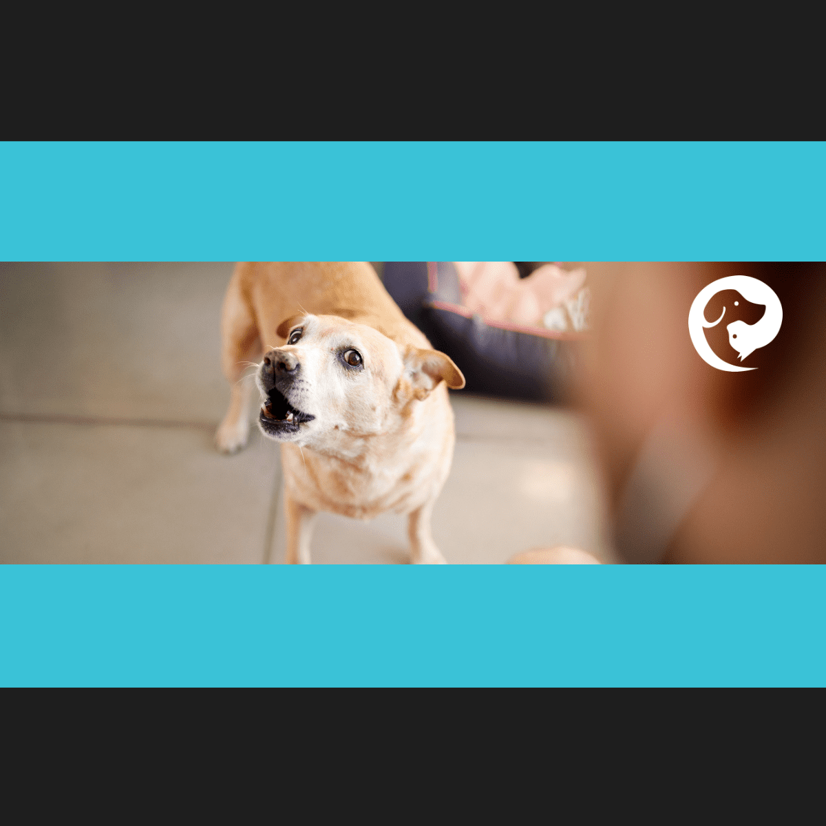 A yellow dog with wide eyes and ears back barking. Pet caregiver burden for reactive dogs.