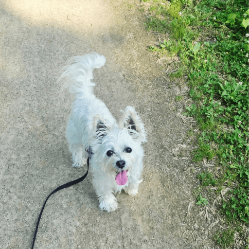 A small white dog on a long line standing on a gravel trail, looking up at the camera. Low-effort enrichment for reactive dogs.