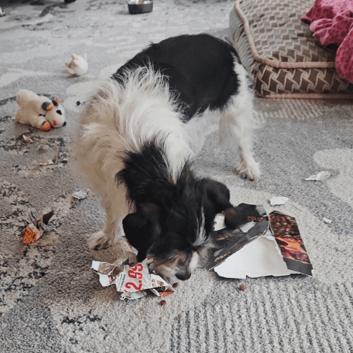 Small white and black scruffy dog shredding a box. Easy DIY enrichment for anxious dogs