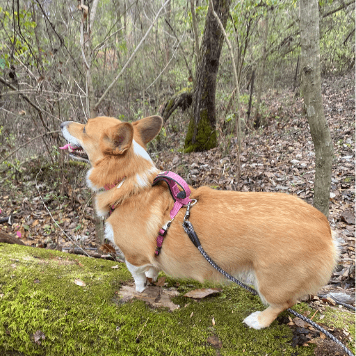 An orange and white corgi dog standing on a mossy long. She is wearing a reddish harness and is on a leash.