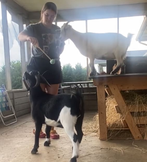 Behavior consultant Beccy Hughes training her goats, Hot Fudge (black) and Sundae (white)