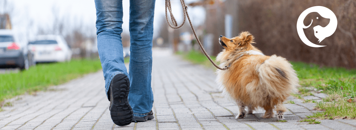 Person walking a small, fluffy dog. Leash reactive dog training to walk away from an approaching stranger on a neighborhood sidewalk