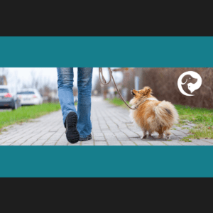 Person walking a small, fluffy dog. Leash reactive dog training to walk away from an approaching stranger on a neighborhood sidewalk
