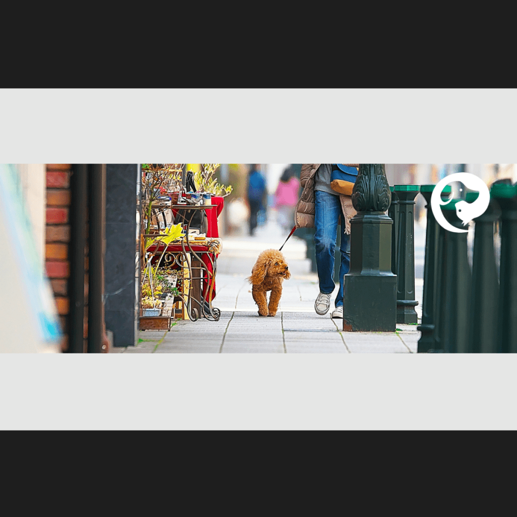 Human walking a leashed dog calmly on a quiet neighborhood sidewalk